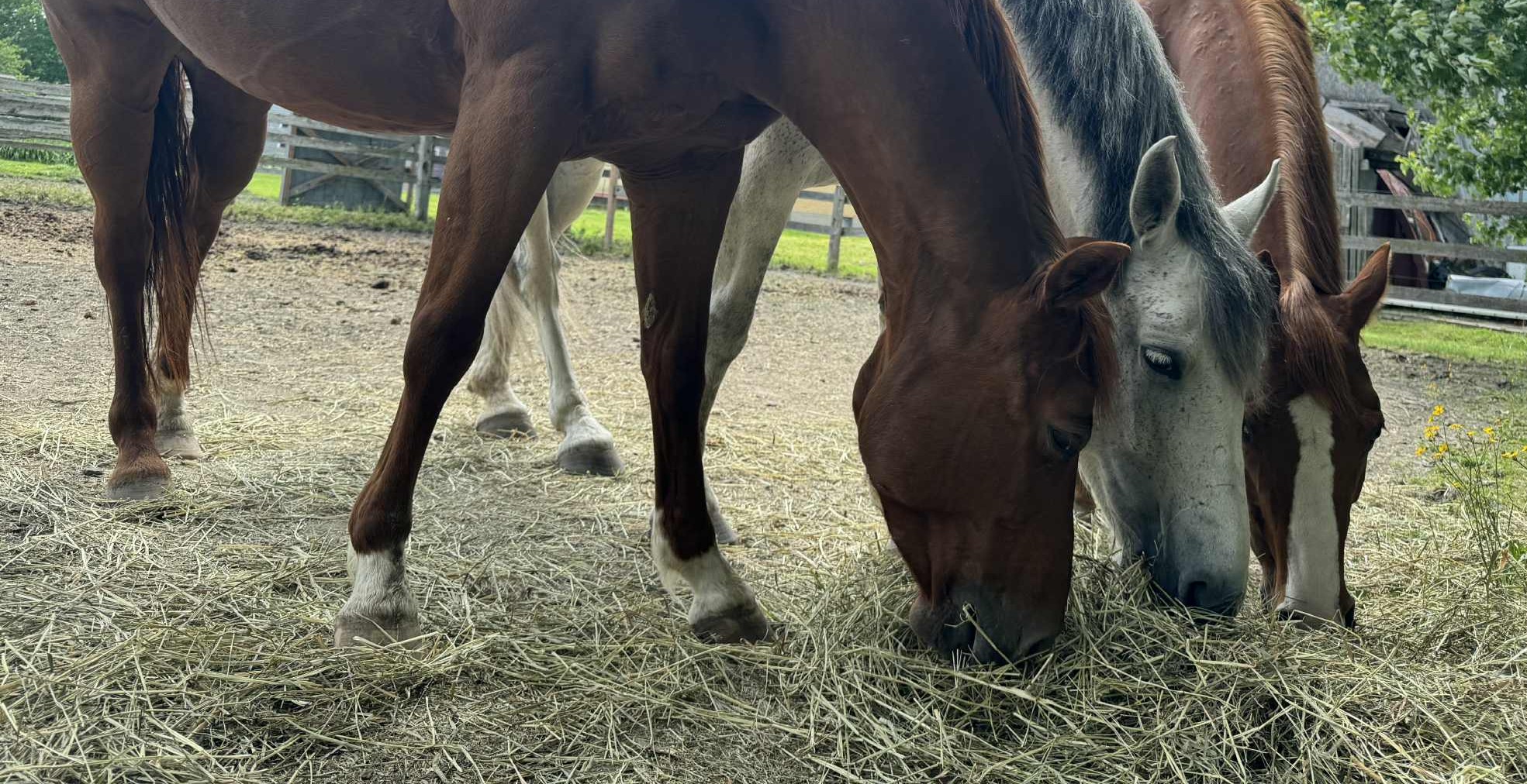Pension équestre haut de gamme à Saint-Jean-sur-Richelieu